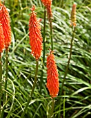 KNIPHOFIA PENNY ROCKETS