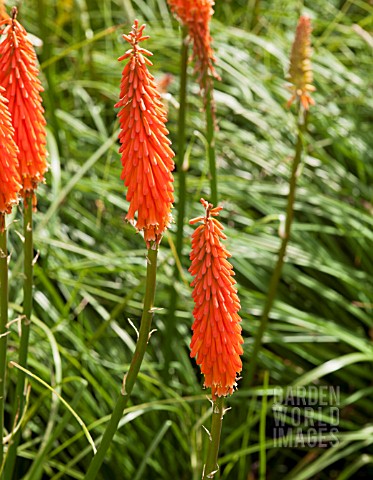 KNIPHOFIA_PENNY_ROCKETS