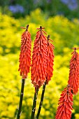 KNIPHOFIA PENNY ROCKETS