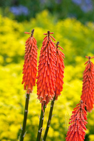 KNIPHOFIA_PENNY_ROCKETS