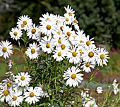 LEUCANTHEMUM SEROTINA