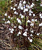 LEUCOJUM AUTUMNALE