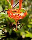 LILIUM LANCIFOLIUM