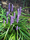 LIRIOPE MUSCARI