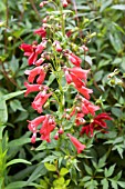 PENSTEMON CHESTER SCARLET