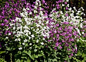 LUNARIA ANNUA