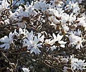 MAGNOLIA STELLATA