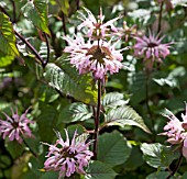 MONARDA MELISSA