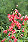 PENSTEMON KING GEORGE V