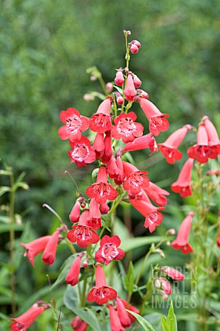 PENSTEMON_KING_GEORGE_V