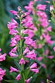 PENSTEMON BARBATUS HUMMING BELLS