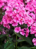 PHLOX PANICULATA CHERRY PINK