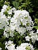 PHLOX PANICULATA FUJIYAMA