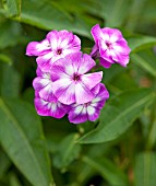 PHLOX PANICULATA LAURA