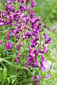 PENSTEMON PURPLE PASSION