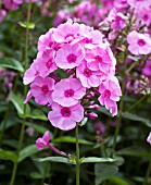 PHLOX PANICULATA VISIONS