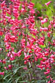 PENSTEMON SCHOENHOLZERI