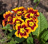 PRIMULA FIREGLOW POLYANTHUS GROUP