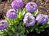 PRIMULA DENTICULATA BRESSINGHAM BEAUTY