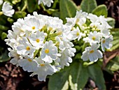 PRIMULA DENTICULATA VAR ALBA