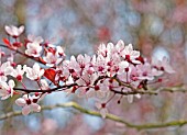 PRUNUS CERASIFERA PISSARDII