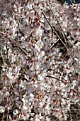 PRUNUS INCISA SHIDARE