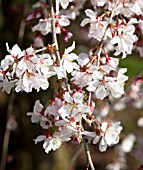 PRUNUS INCISA SHIDARE