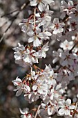 PRUNUS INCISA SHIDARE