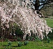 PRUNUS INCISA SHIDARE