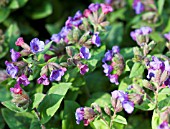 PULMONARIA ANGUSTIFOLIA BLAUES MEER