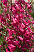 PENSTEMON VARIEGATED GARNET