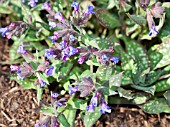 PULMONARIA LONGIFOLIA BALLYROGAN BLUE