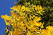 ROBINIA PSEUDOACACIA - AUTUMN LEAVES