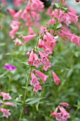 PENSTEMON WALLINGTON PINK