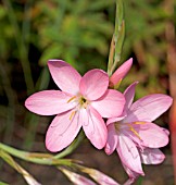 SCHIZOSTYLIS COCCINEA SALMON CHARM