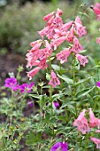 PENSTEMON WALLINGTON PINK