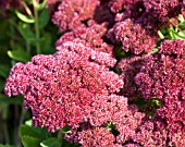 SEDUM SPECTABILE INDIAN CHIEF