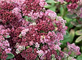 SEDUM TELEPHIUM  ABBEYDORE