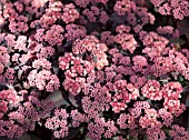 SEDUM TELEPHIUM  XENOX