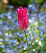 TULIPA CHINA PINK