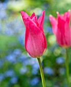 TULIPA CHINA PINK