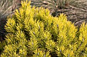 PINUS MUGO CARSTENS WINTERGOLD