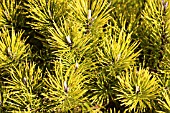 PINUS MUGO CARSTENS WINTERGOLD