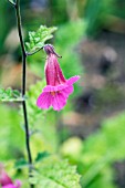 REHMANNIA ELATA