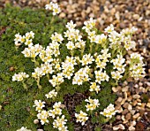 SAXIFRAGA X APICULATA ALBA