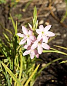 SCHIZOSTYLIS COCCINEA MAIDENS BLUSH