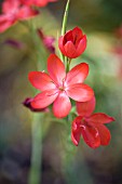 SCHIZOSTYLIS COCCINEA MAJOR, (SYN. HESPERANTHA COCCINEA MAJOR)