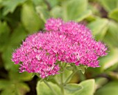 SEDUM SPECTABILE METEOR