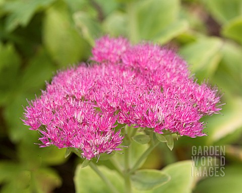 SEDUM_SPECTABILE_METEOR