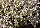 THYMUS X CITRIODORUS SILVER QUEEN